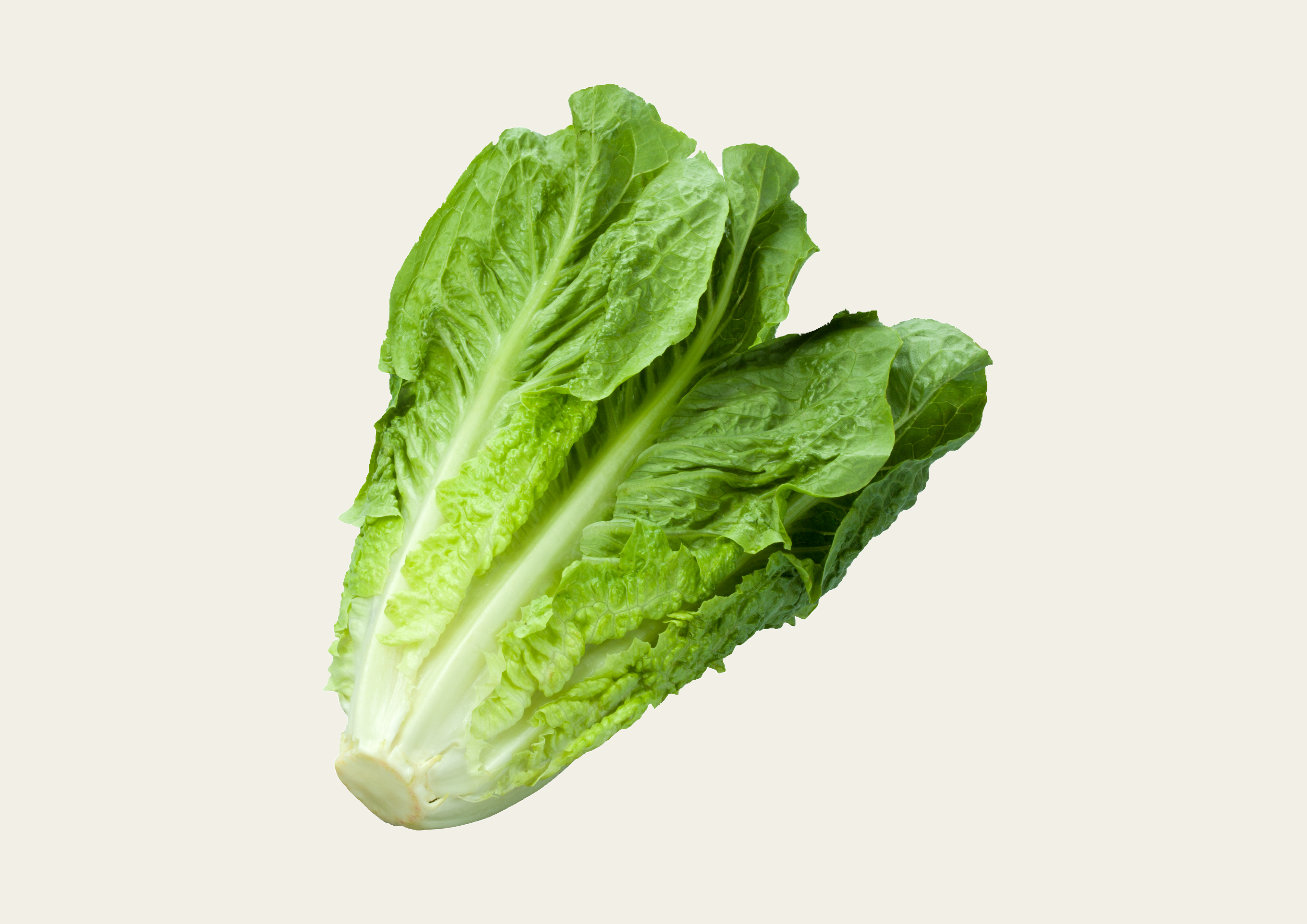 Doppelpack Baby Cos Salat - Pro Einheit