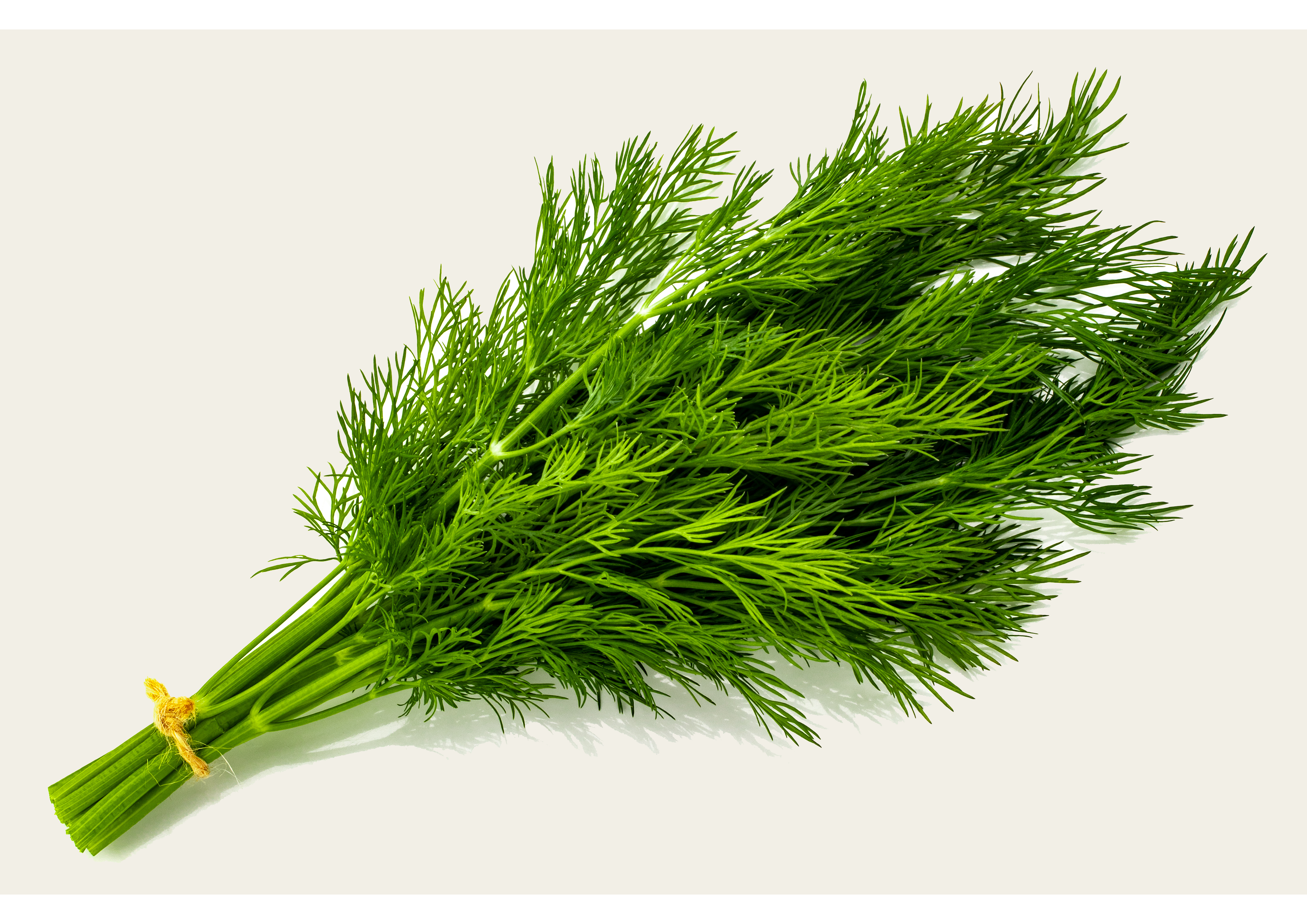 Trockene frische Dill-Sträuße für aromatische Gerichte