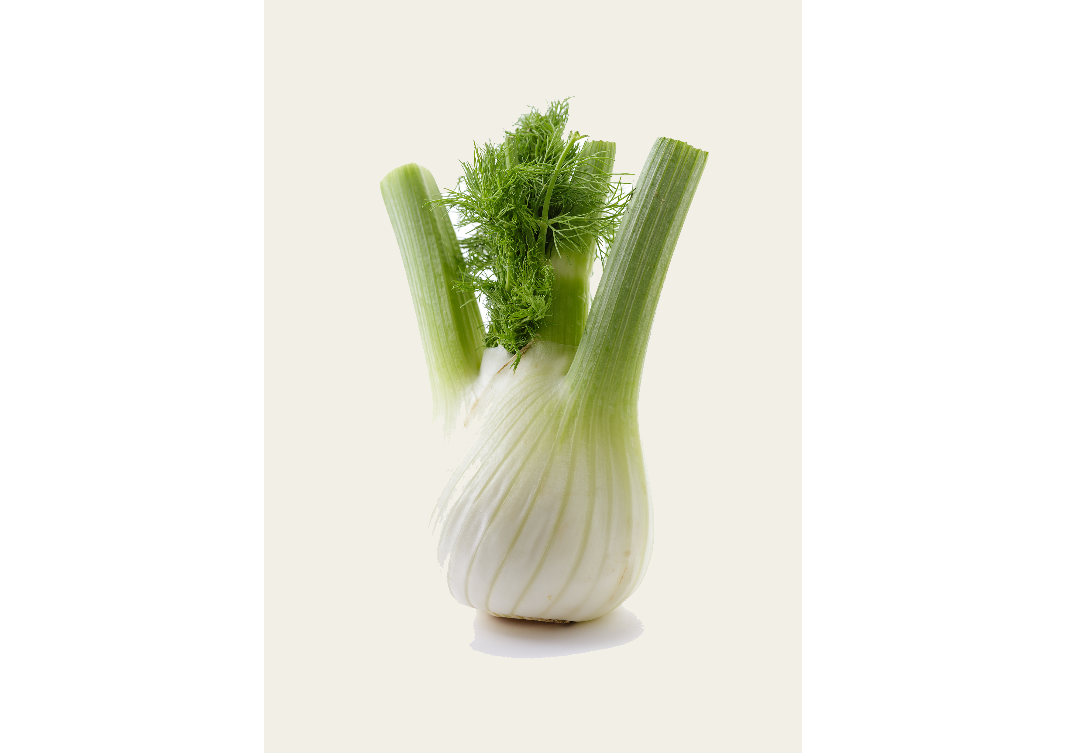 Fenchel frisch – Sonderangebot: 2 für nur 4 $