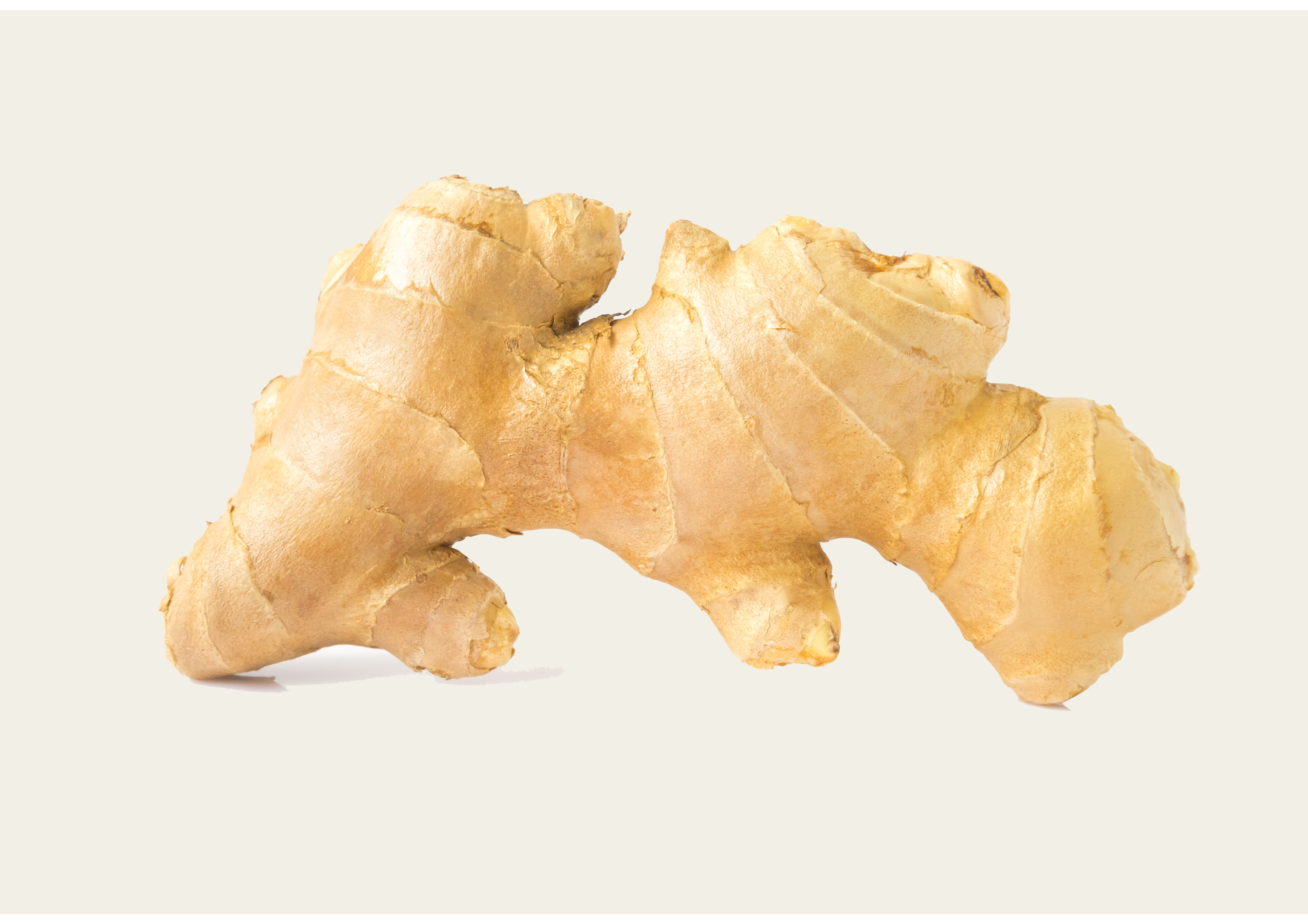Frischer Gelber Ingwer natürlich und aromatisch