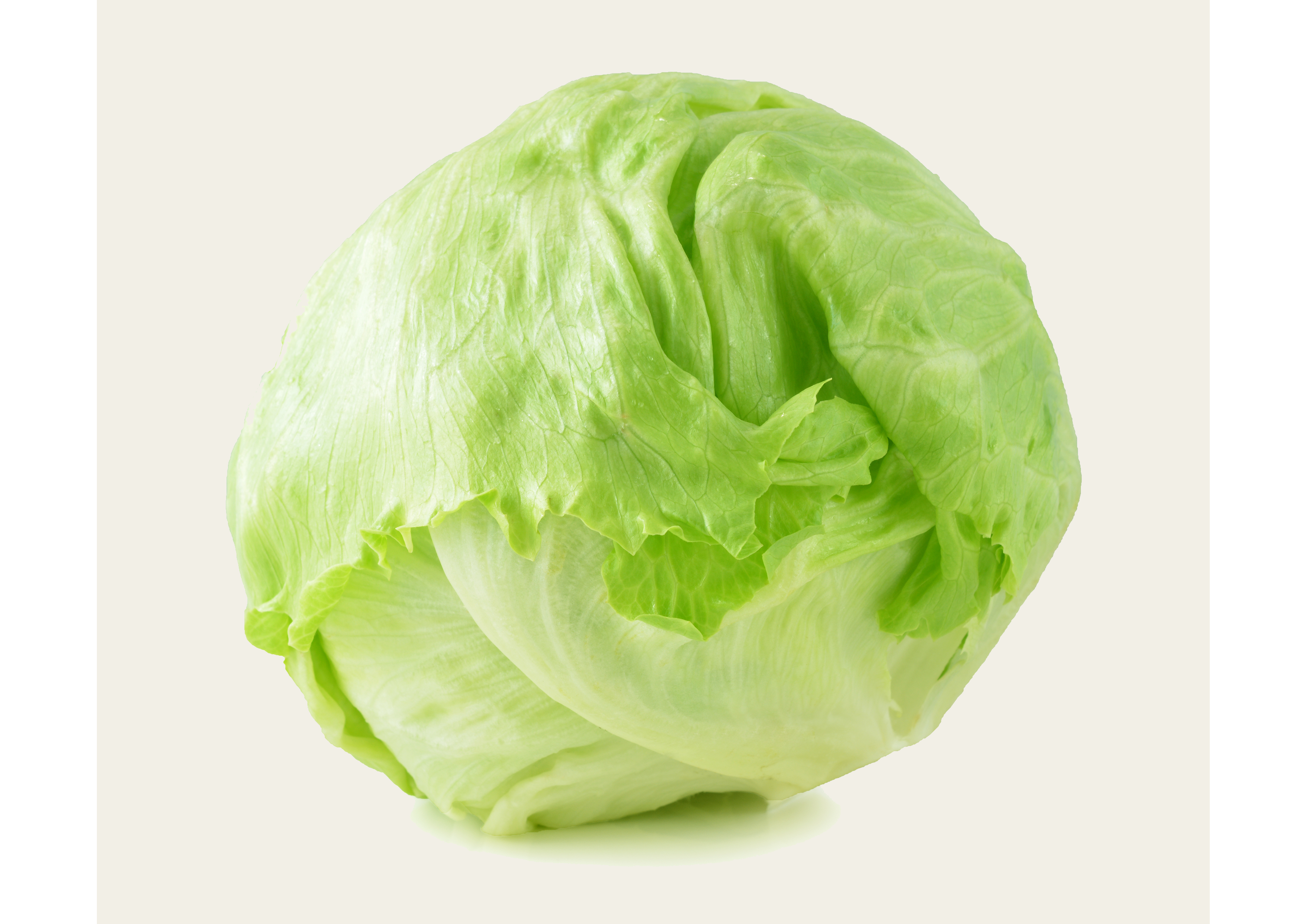 Knackiger und frischer Eisbergsalat für alle deine Salate und gesunden Gerichte
