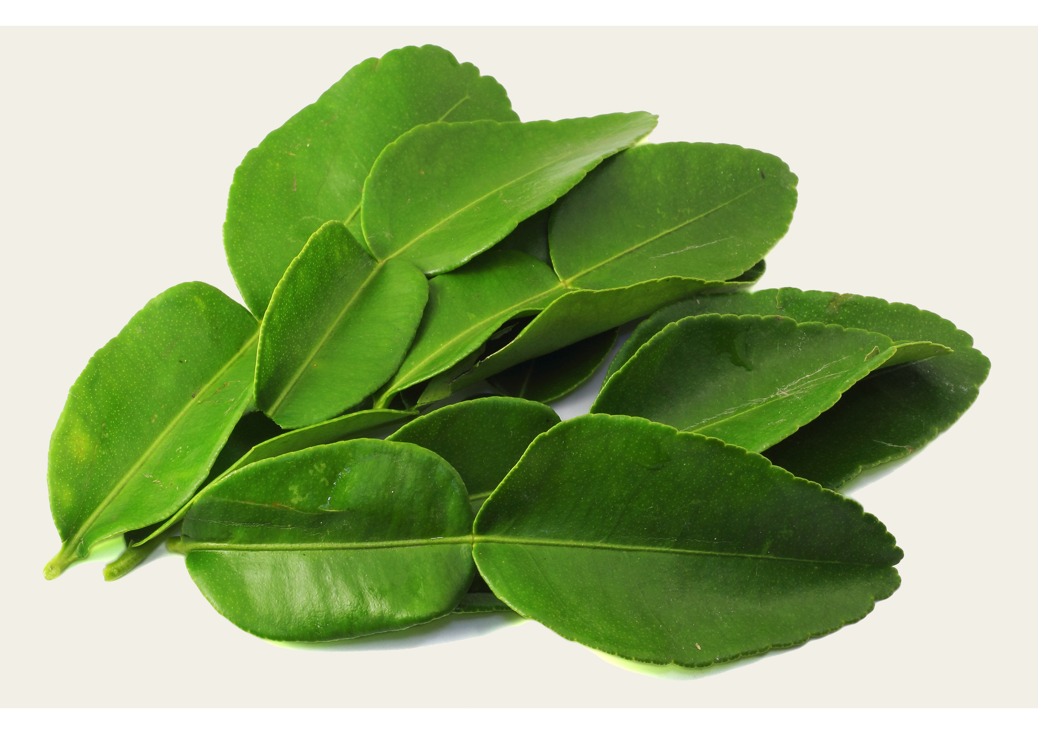 Limeblätter-Feuchttasche 10g – Natürliche Frische für Ihre Gerichte
