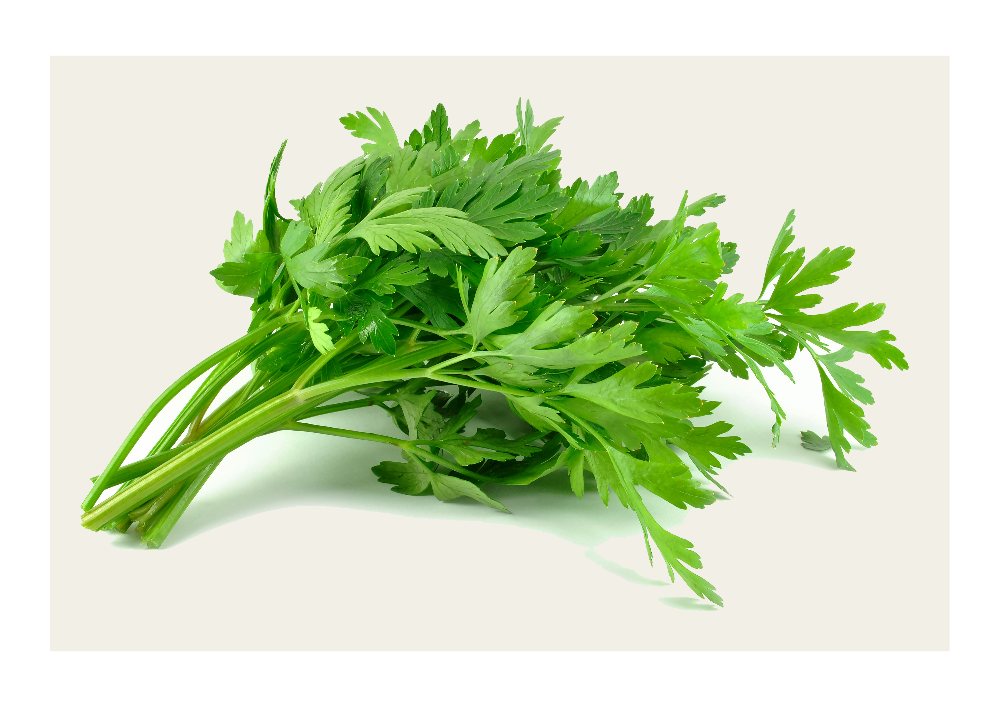 Eine Handvoll frischer italienischer Petersilie für aromatische Gerichte