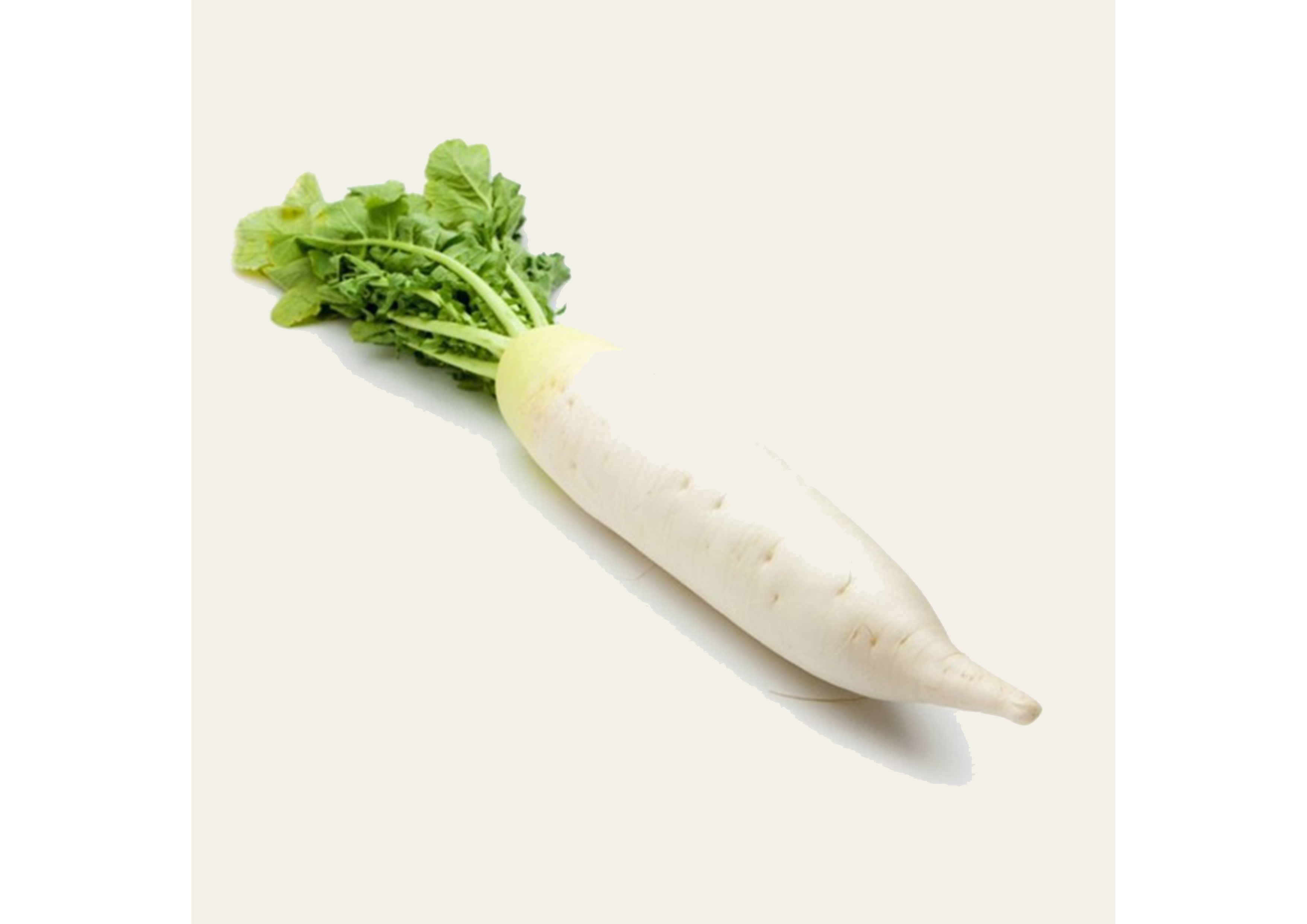 Frischer Daikon Rettich – Packung mit 1 kg für authentischen Geschmack