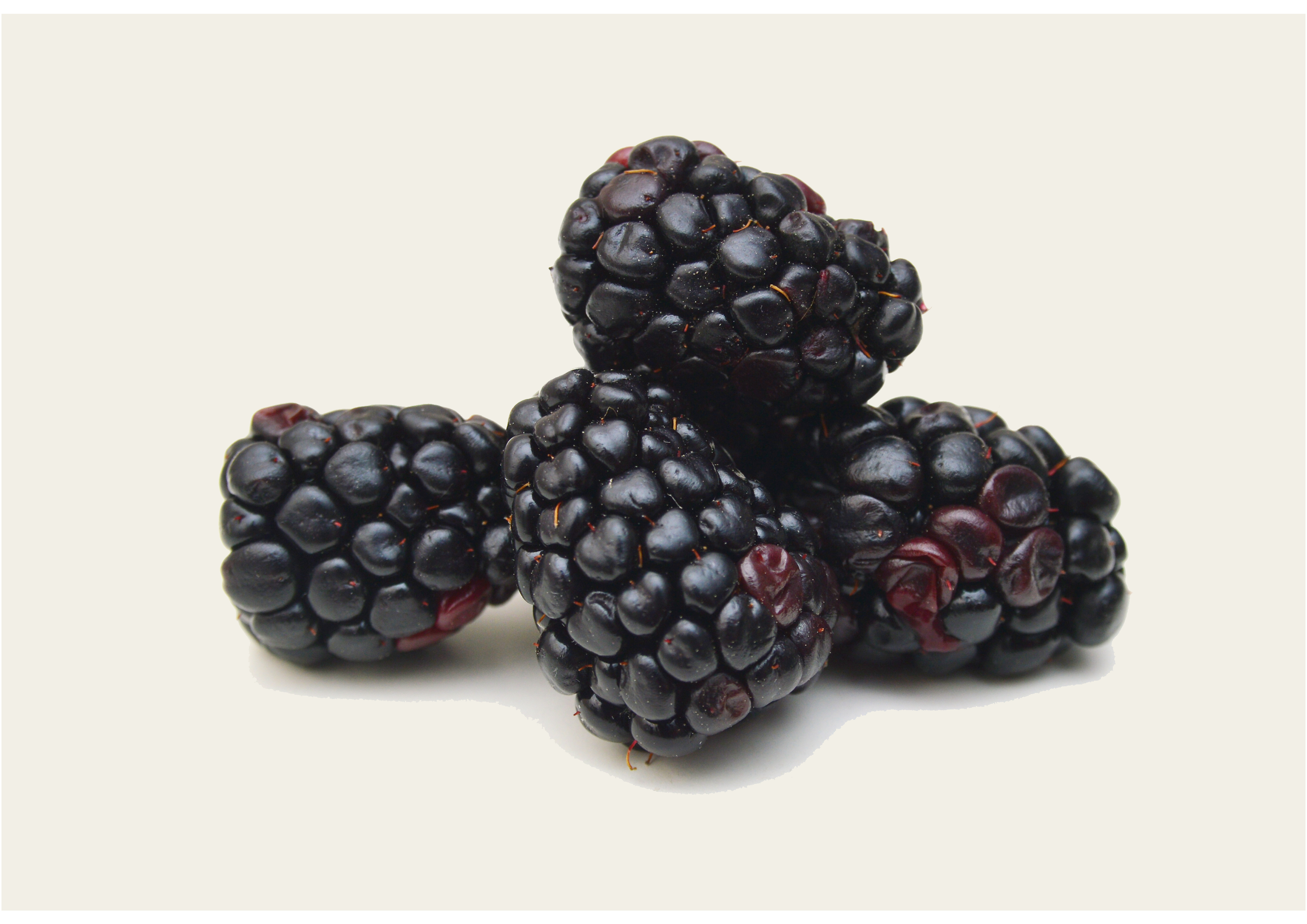 Leckere frische schwarze Brombeeren - 125g natürliche Frische