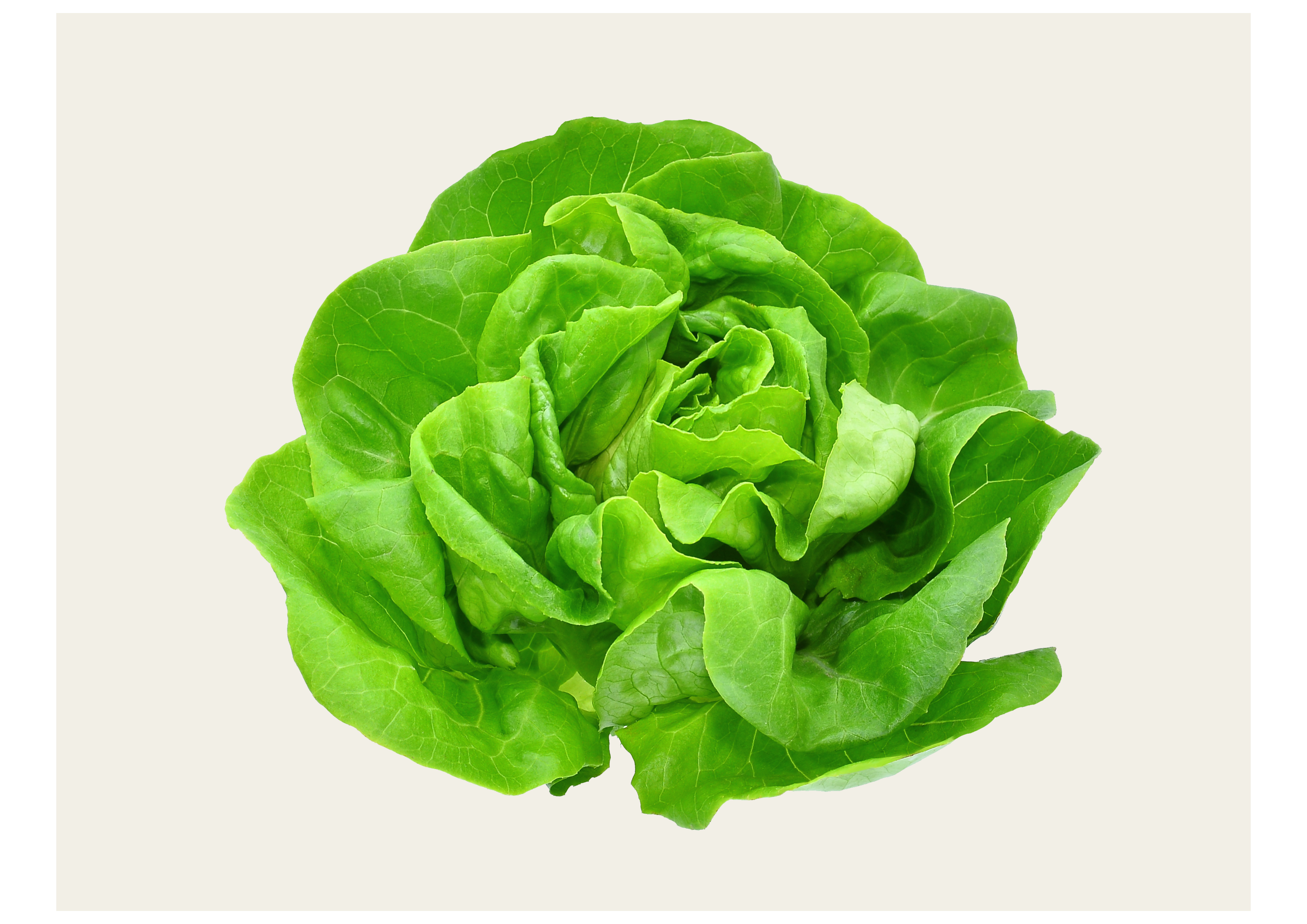 Frischer Salatbutter / Stück