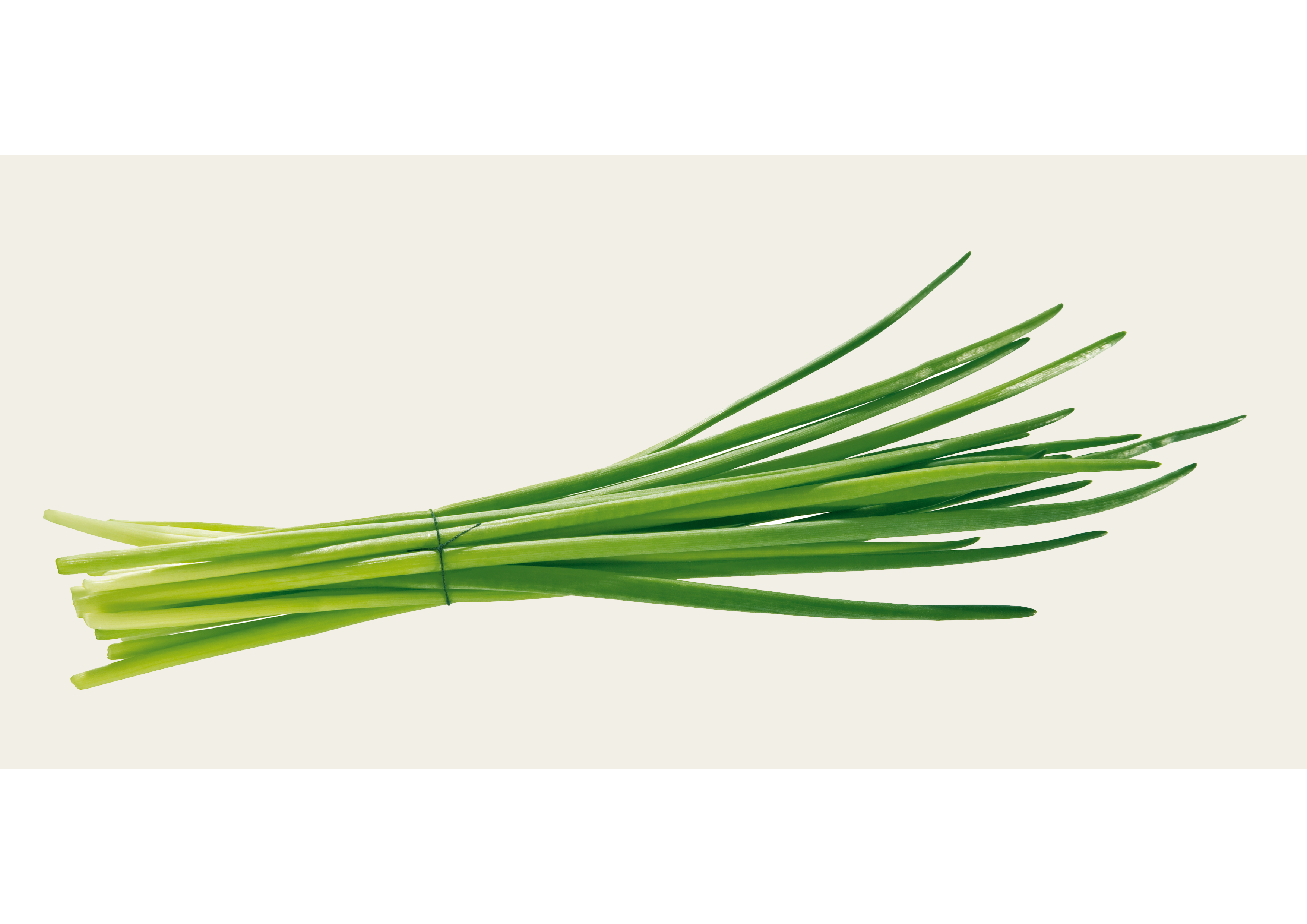 Frische Zwiebelkeimlinge im Bouquet