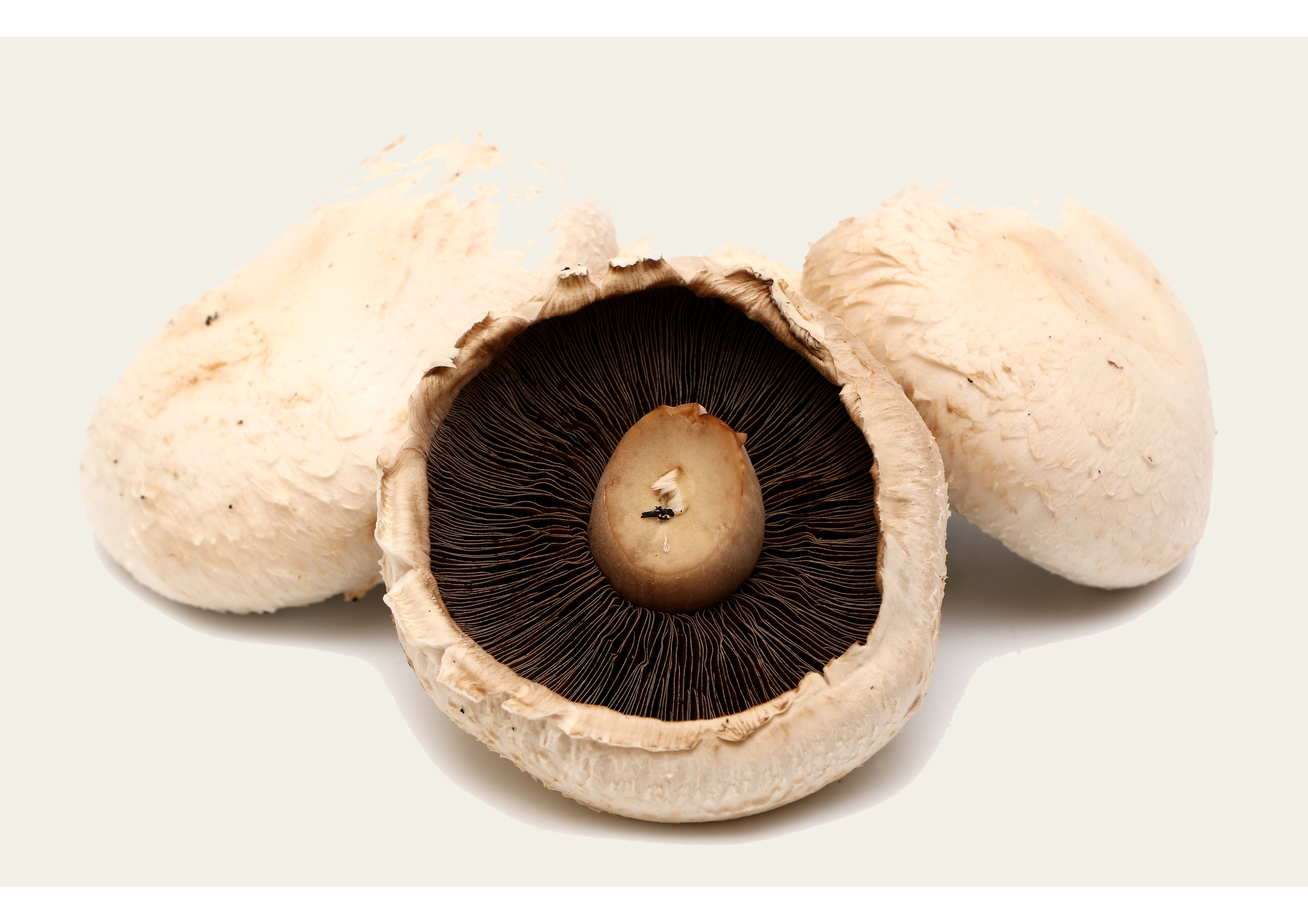 Pilz-Flach - Frisch und Köstlich, Perfekt zum Kochen - pro kg