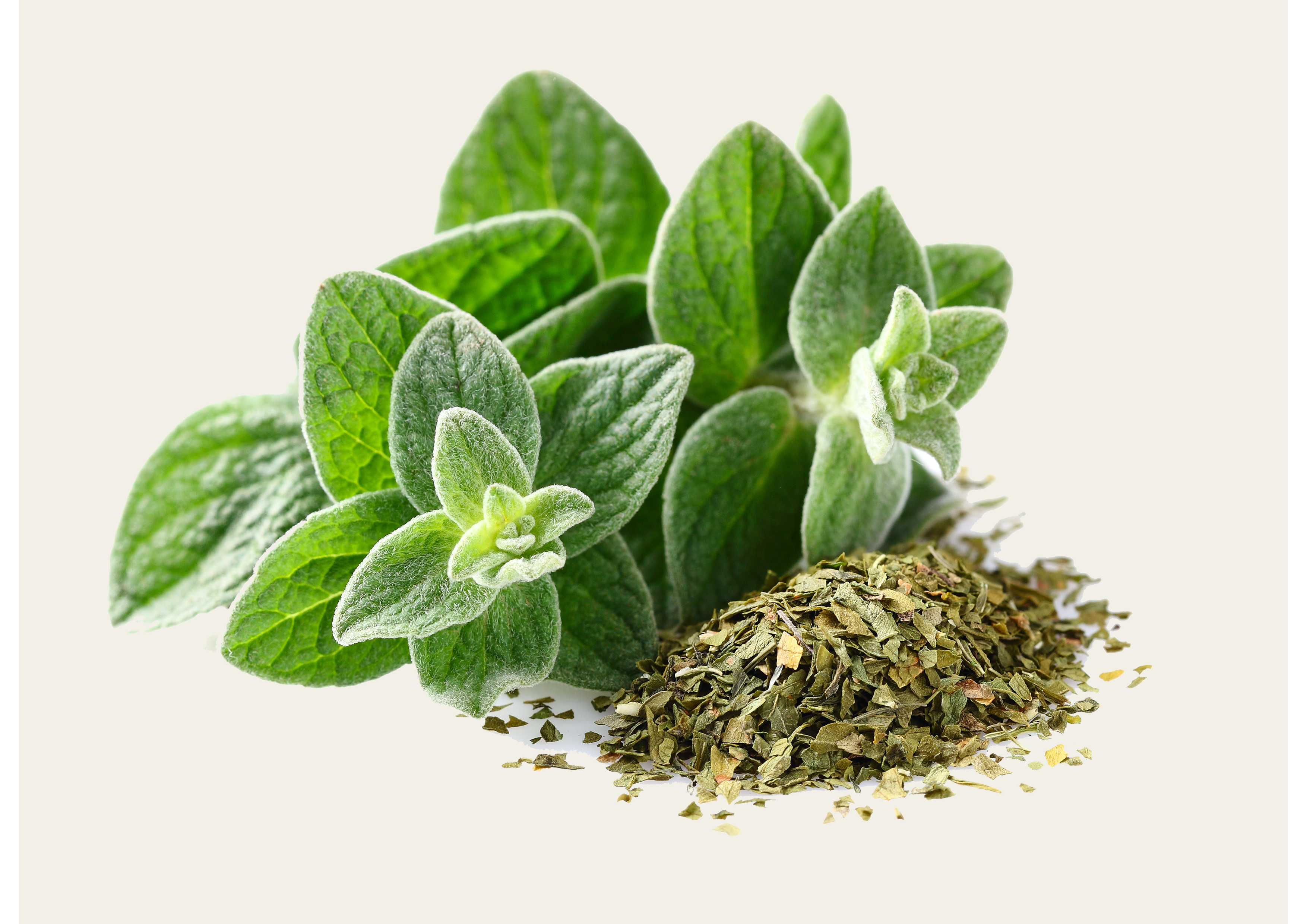 Trockene Oregano-Kräuter im frischen Bund für aromatische Kochkreationen