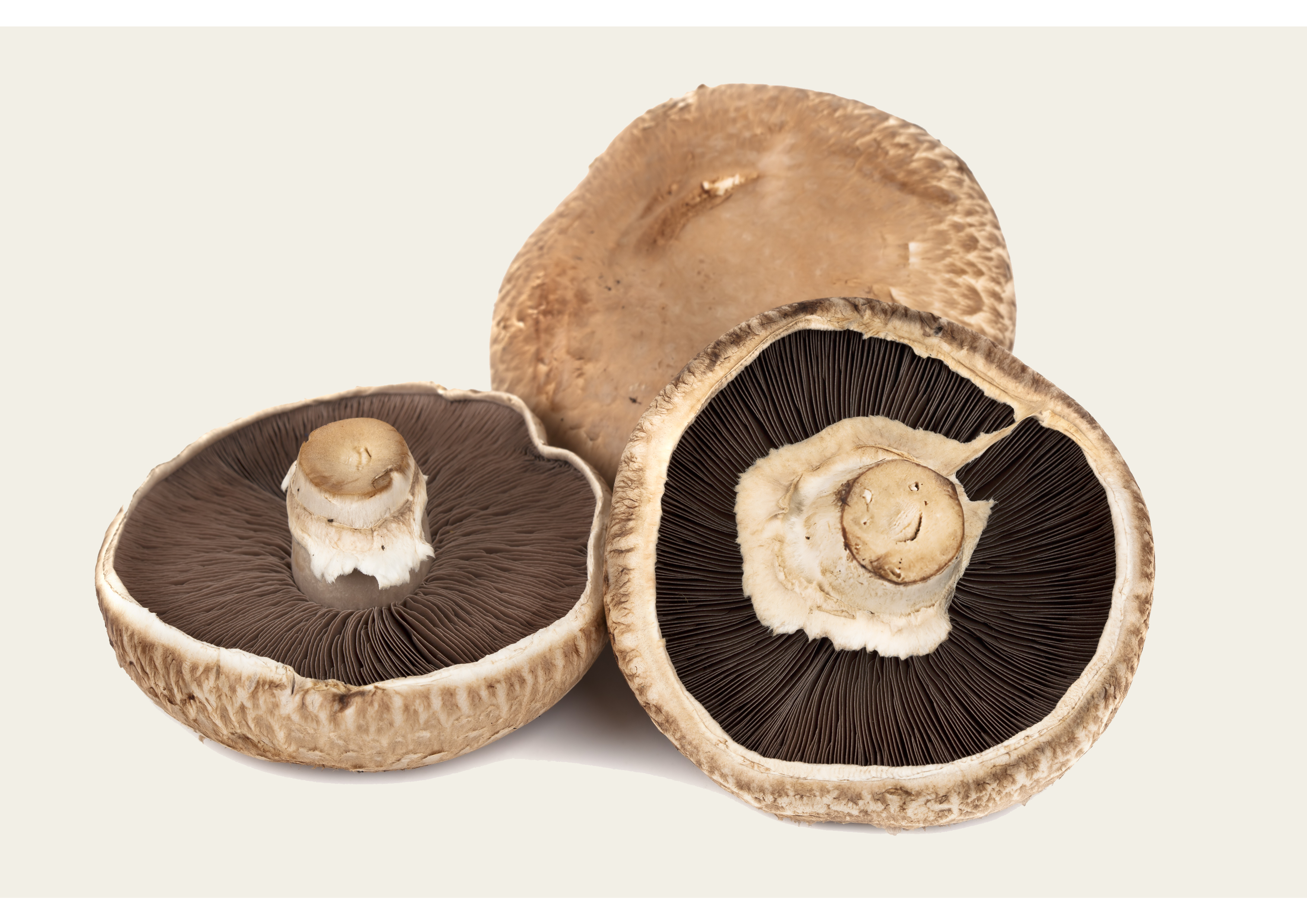 Portobello Pilze - frisch und saftig, pro Kilogramm