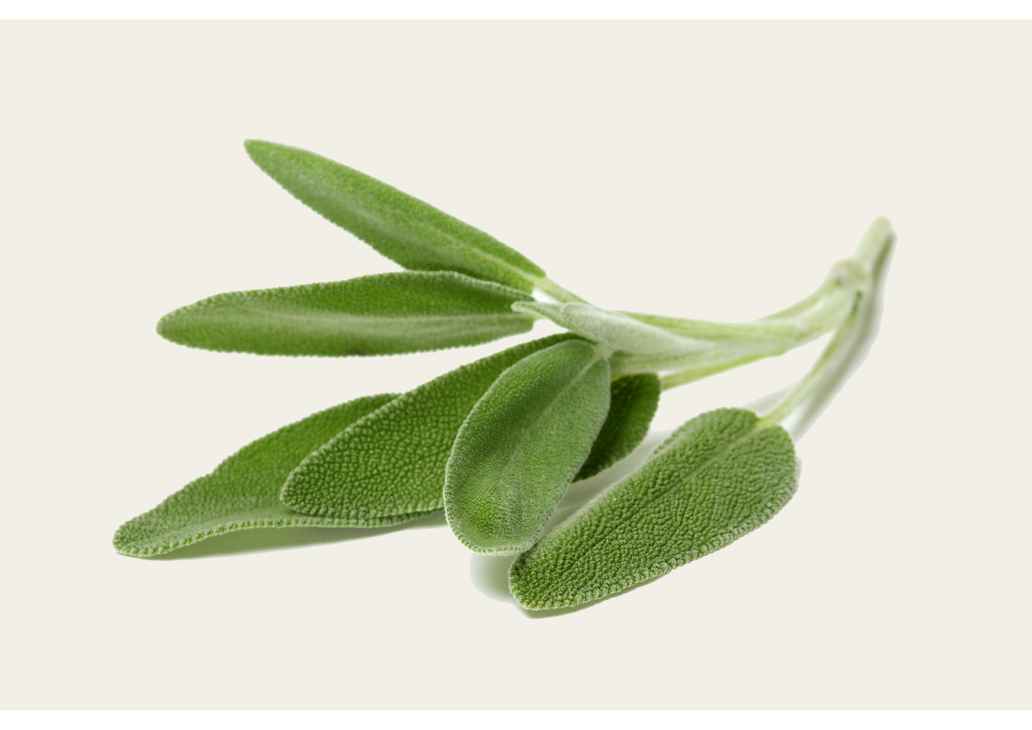 Sage Frische Natur - Bouquet aus frischer und aromatischer Salbe