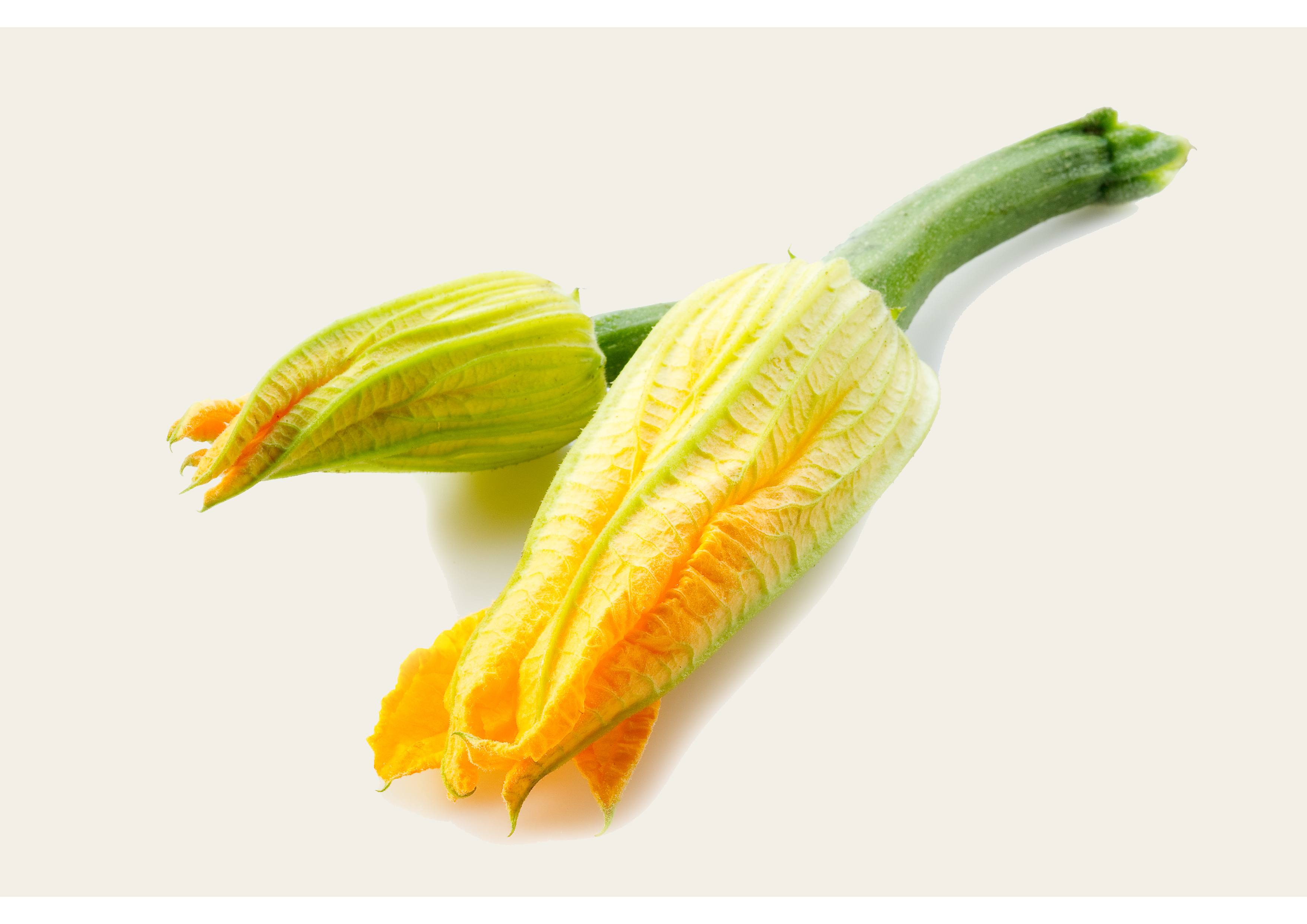 Leckere frische Zucchiniblumen Packung (15 Stück)
