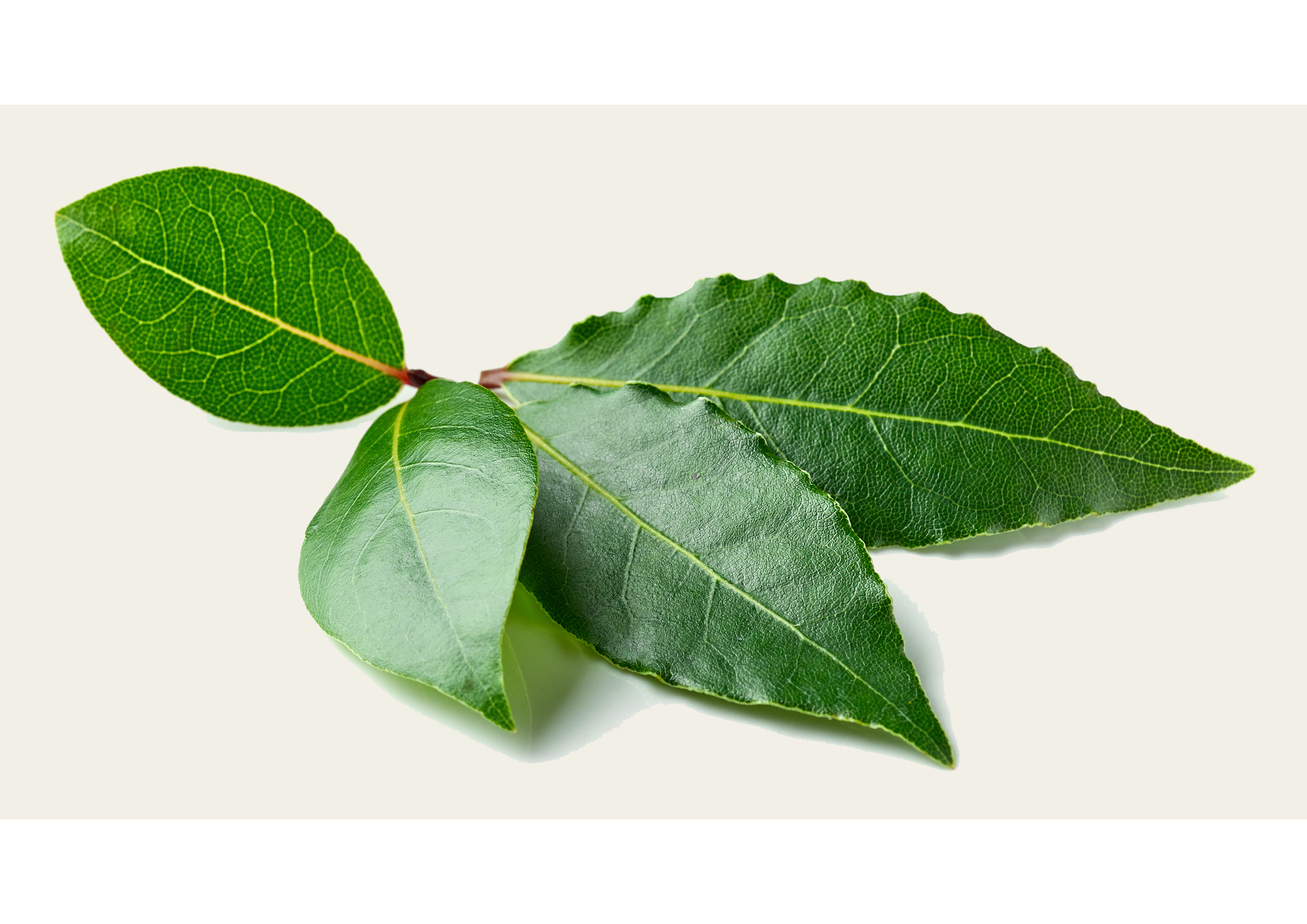 Aromatische Lorbeerblätter Packung - 10g für verbesserten Geschmack