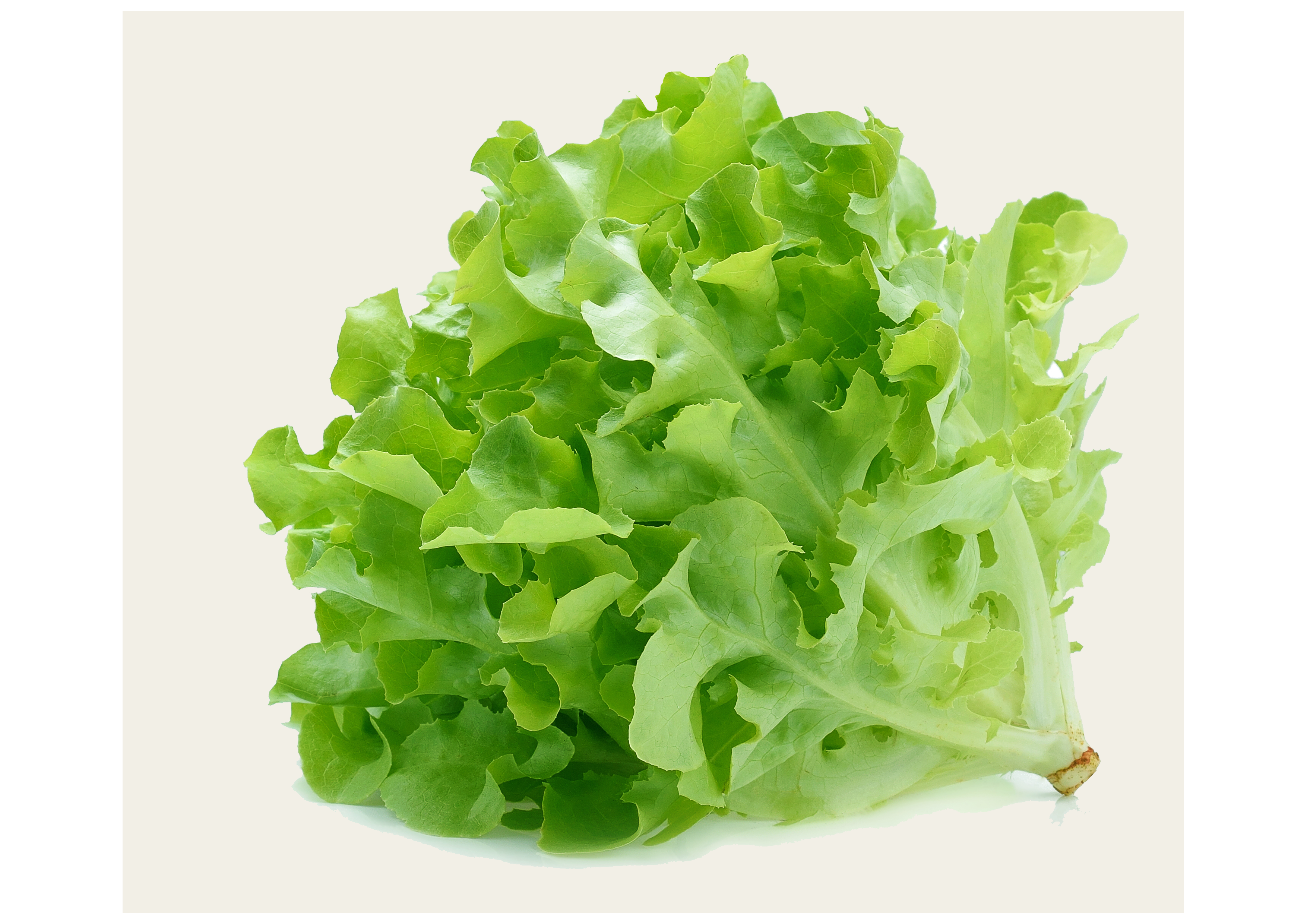 Grüner Eichen-Salat, einzeln verkauft