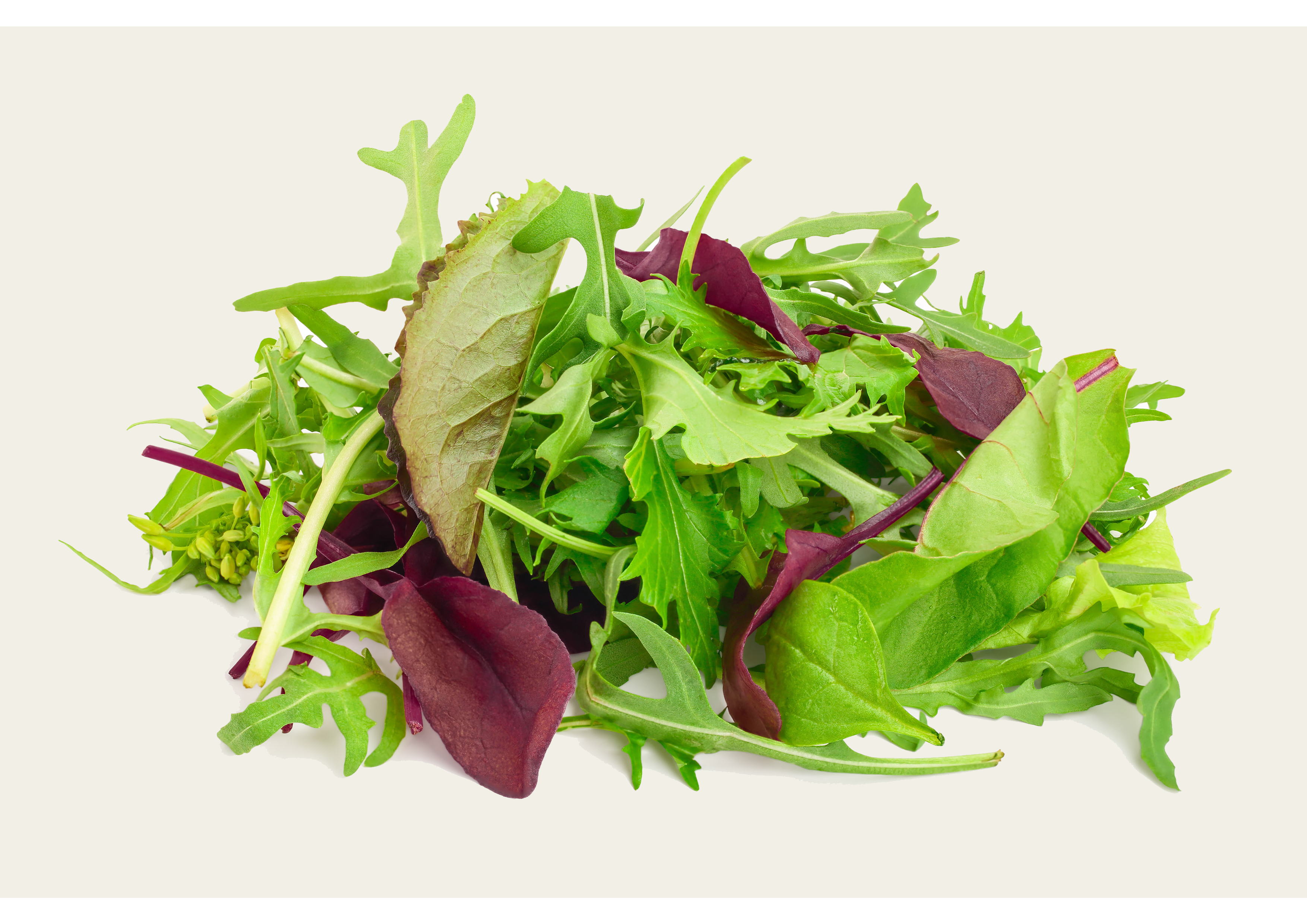1,5 kg Packung Frischer Salatmix